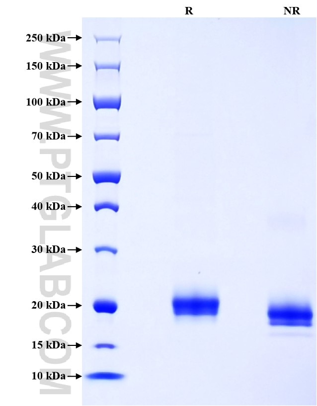 Purity of Recombinant Mouse Interferon alpha 1 was determined by SDS-PAGE. The protein was resolved in an SDS-PAGE in reducing (R) and non-reducing (NR) conditions and stained using Coomassie blue.