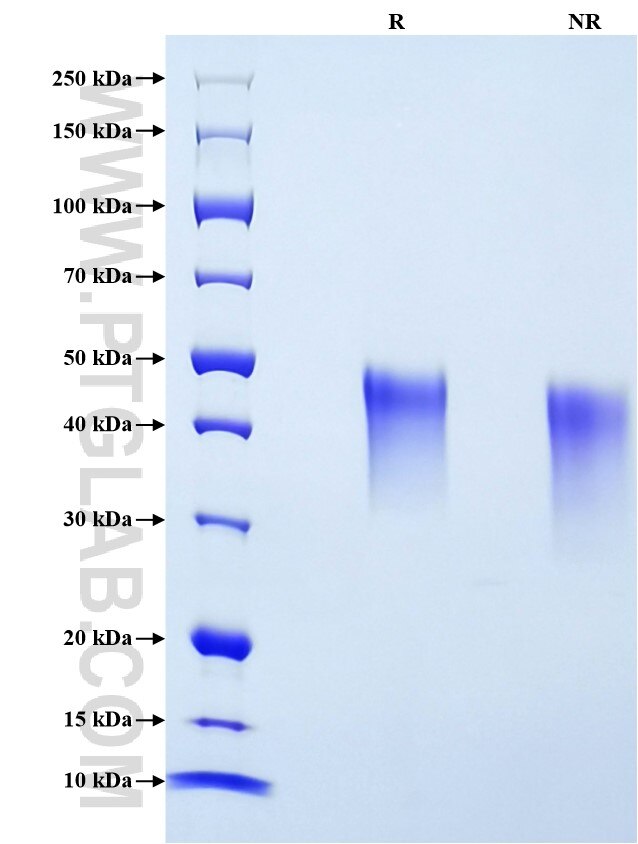 Purity of Recombinant Mouse TNFR2 was determined by SDS-PAGE. The protein was resolved in an SDS-PAGE in reducing (R) and non-reducing (NR) conditions and stained using Coomassie blue.
