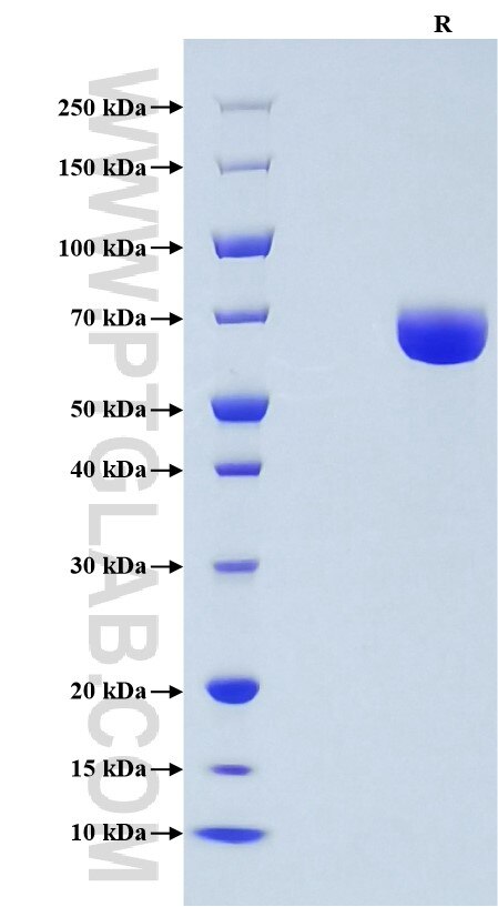 Purity of Recombinant Mouse IL-23 was determined by SDS-PAGE. The protein was resolved in an SDS-PAGE in reducing (R) conditions and stained using Coomassie blue.