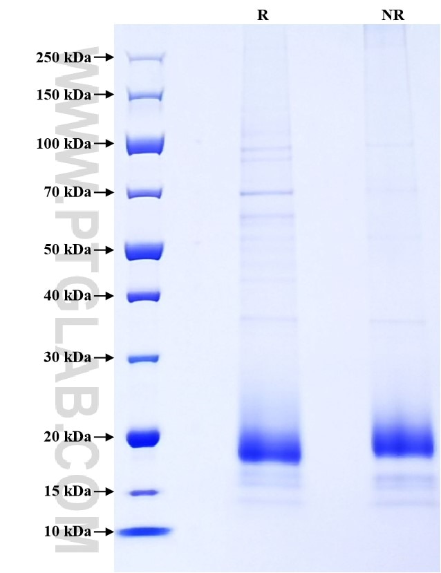 Purity of Recombinant Mouse CCL24 was determined by SDS-PAGE. The protein was resolved in an SDS-PAGE in reducing (R) and non-reducing (NR) conditions and stained using Coomassie blue.