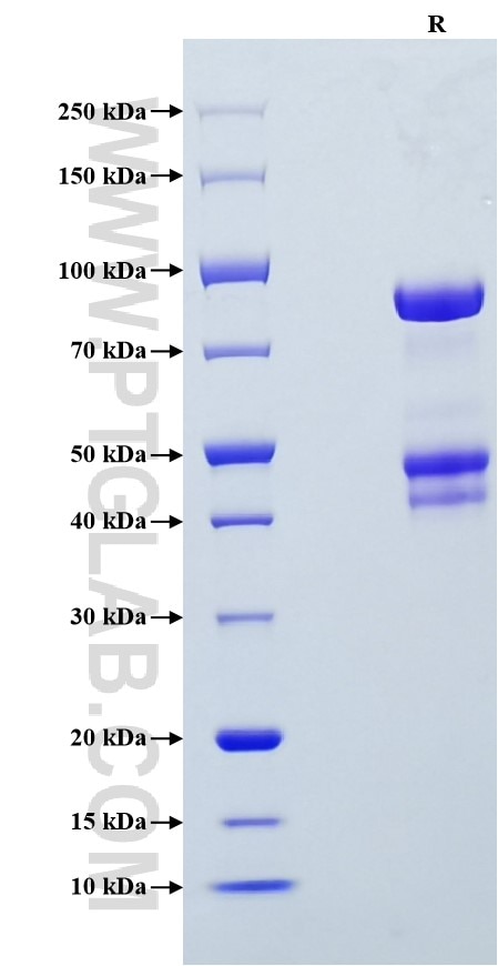 Purity of Recombinant Human Osteopontin was determined by SDS-PAGE. The protein was resolved in an SDS-PAGE in reducing (R) conditions and stained using Coomassie blue.