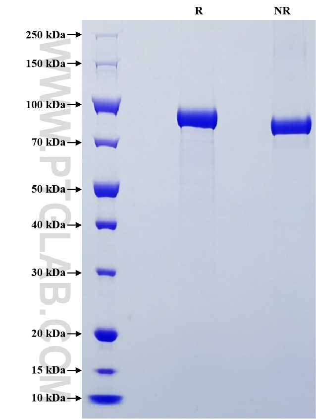 Purity of Recombinant Mouse Myeloperoxidase was determined by SDS-PAGE. The protein was resolved in an SDS-PAGE in reducing (R) and non-reducing (NR) conditions and stained using Coomassie blue.