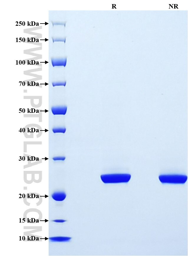 Purity of Recombinant Human Apolipoprotein AI was determined by SDS-PAGE. The protein was resolved in an SDS-PAGE in reducing (R) and non-reducing (NR) conditions and stained using Coomassie blue. Purity of Recombinant Human Apolipoprotein AI was determined by SDS-PAGE. The protein was resolved in an SDS-PAGE in reducing (R) and non-reducing (NR) conditions and stained using Coomassie blue.