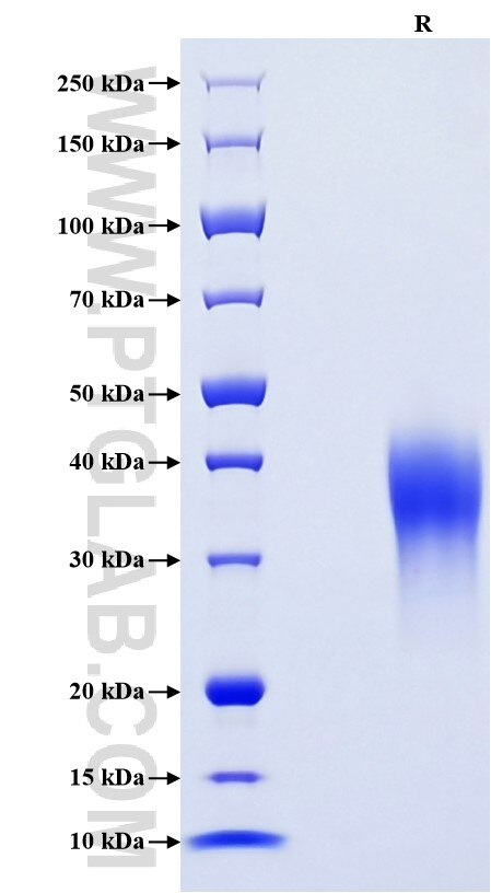 Purity of Recombinant Mouse LIF was determined by SDS-PAGE. The protein was resolved in an SDS-PAGE in reducing (R) conditions and stained using Coomassie blue.