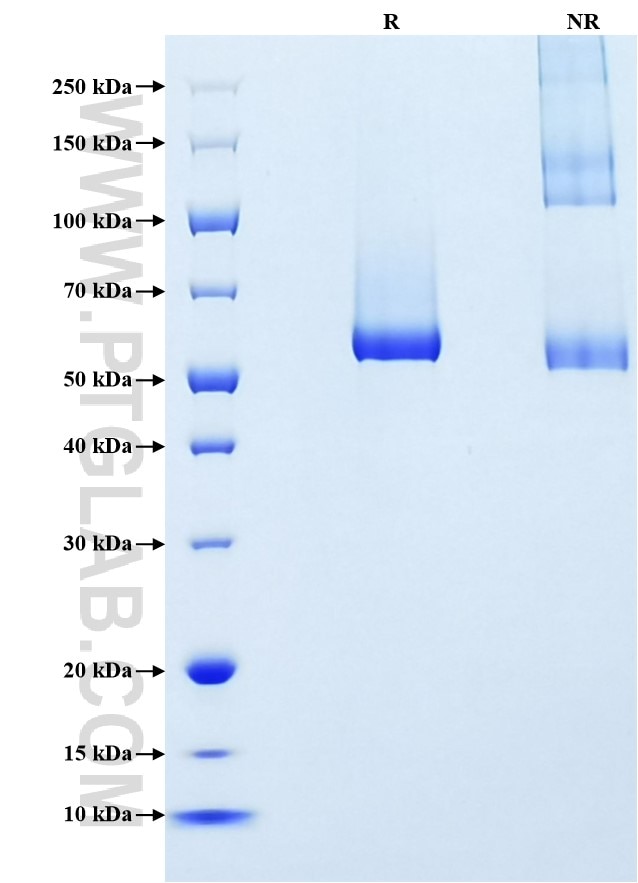 Purity of Recombinant Human GPC1 was determined by SDS-PAGE. The protein was resolved in an SDS-PAGE in reducing (R) and non-reducing (NR) conditions and stained using Coomassie blue.