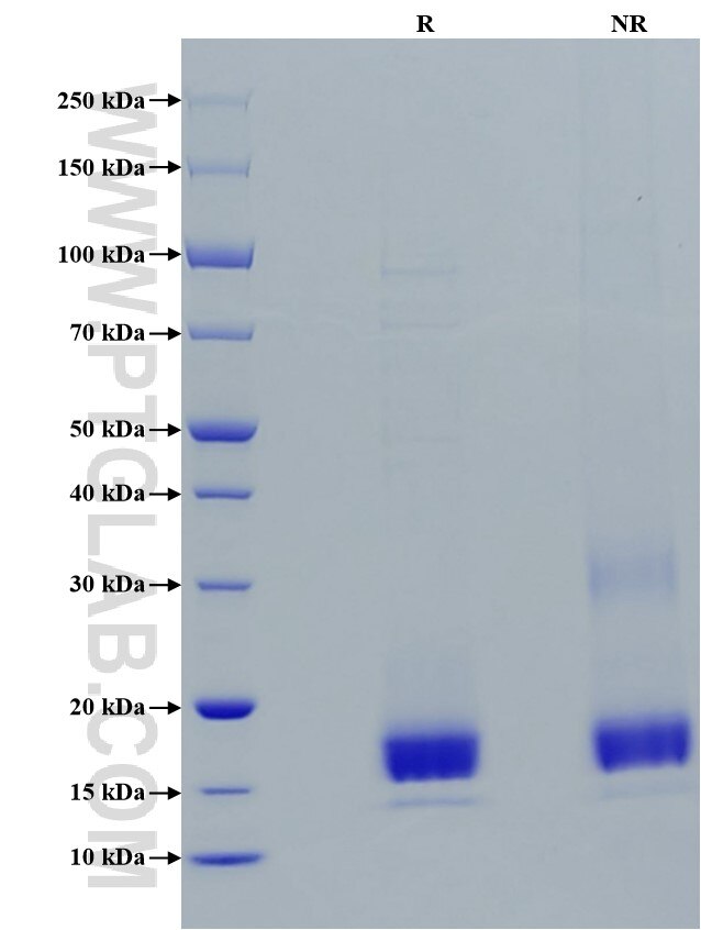 Purity of Recombinant Human TIGIT was determined by SDS-PAGE. The protein was resolved in an SDS-PAGE in reducing (R) and non-reducing (NR) conditions and stained using Coomassie blue.
