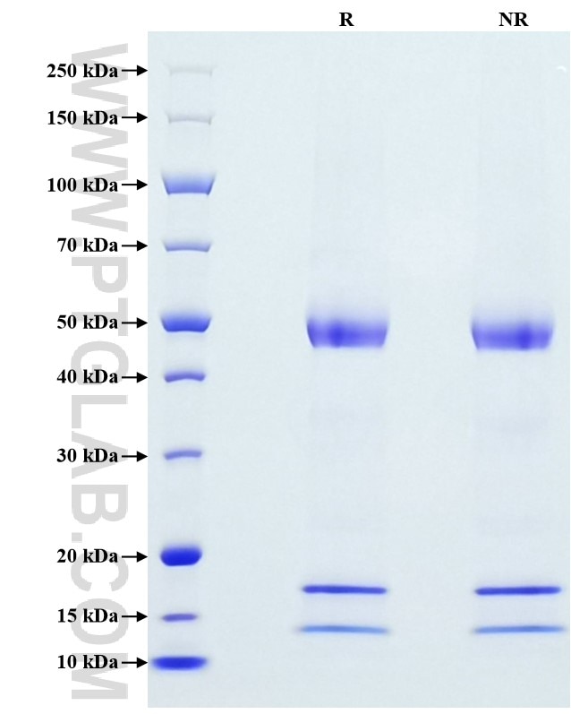 Purity of Recombinant Human Osteopontin was determined by SDS-PAGE. The protein was resolved in an SDS-PAGE in reducing (R) and non-reducing (NR) conditions and stained using Coomassie blue.