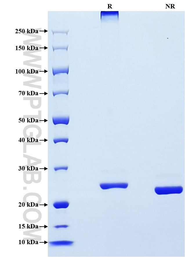 Purity of Recombinant Mouse Crp was determined by SDS-PAGE. The protein was resolved in an SDS-PAGE in reducing (R) and non-reducing (NR) conditions and stained using Coomassie blue.