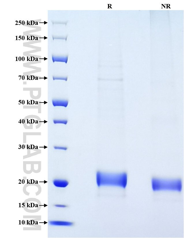 Purity of Recombinant Mouse IL-2 was determined by SDS-PAGE. The protein was resolved in an SDS-PAGE in reducing (R) and non-reducing (NR) conditions and stained using Coomassie blue.