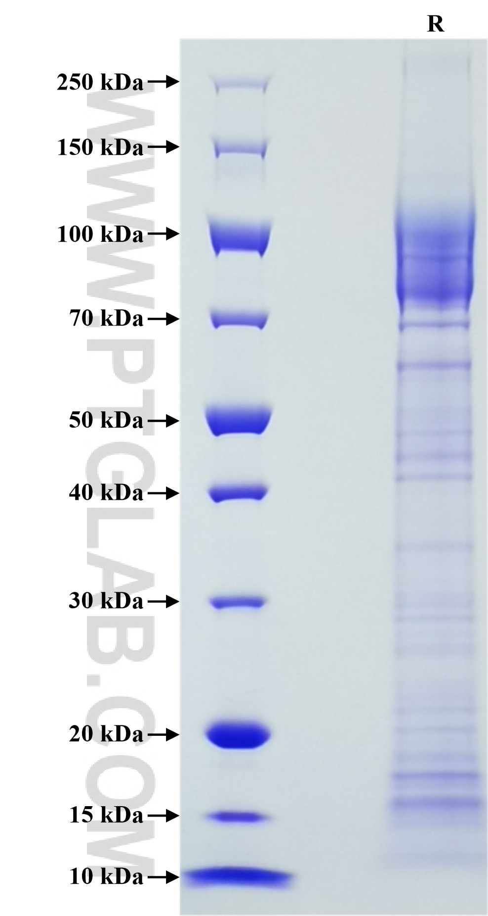Purity of Recombinant Mouse F4/80 was determined by SDS-PAGE. The protein was resolved in an SDS-PAGE in reducing (R) conditions and stained using Coomassie blue.