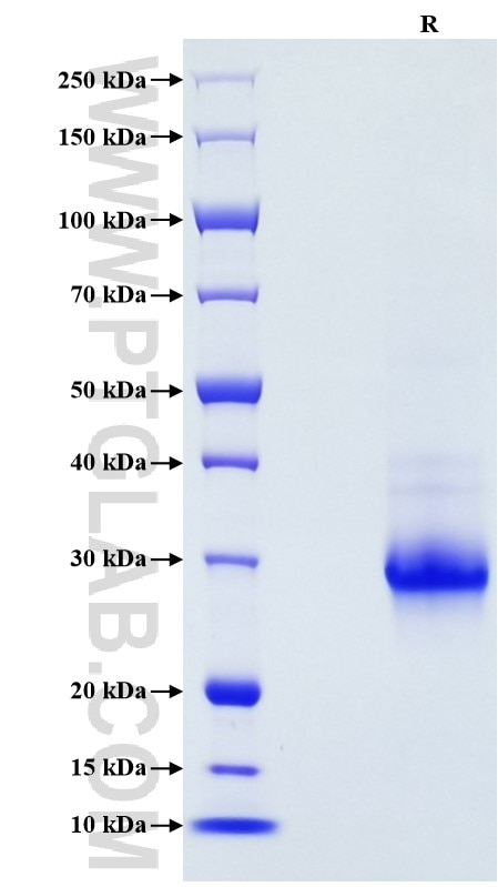 Purity of Recombinant Human TMEM119 was determined by SDS-PAGE. The protein was resolved in an SDS-PAGE in reducing (R) conditions and stained using Coomassie blue.