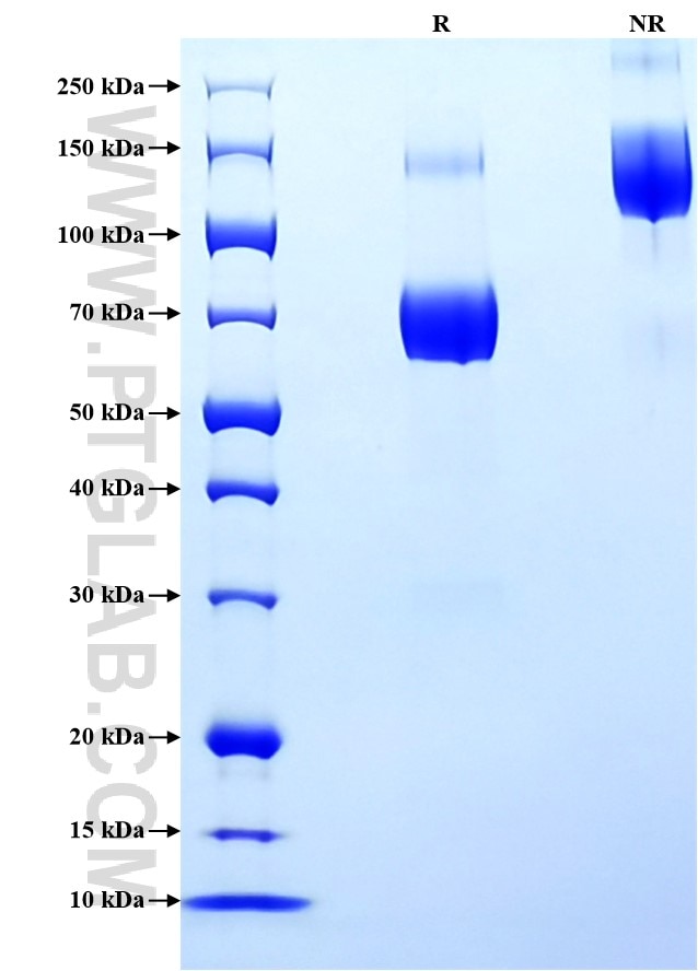 Purity of Recombinant Mouse CD80 was determined by SDS-PAGE. The protein was resolved in an SDS-PAGE in reducing (R) and non-reducing (NR) conditions and stained using Coomassie blue.