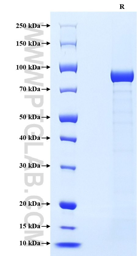 Purity of Recombinant Human FAP was determined by SDS-PAGE. The protein was resolved in an SDS-PAGE in reducing (R) condition and stained using Coomassie blue.