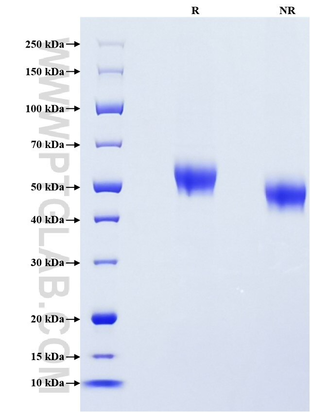 Purity of Recombinant Human IL-1RAP was determined by SDS-PAGE. The protein was resolved in an SDS-PAGE in reducing (R) and non-reducing (NR) conditions and stained using Coomassie blue.