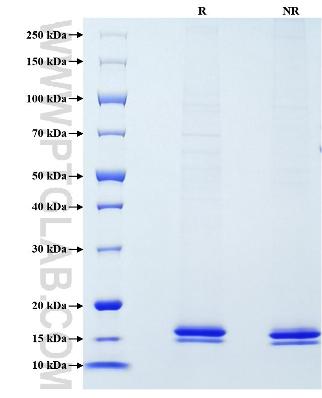 Purity of Recombinant Human IL2 was determined by SDS-PAGE. The protein was resolved in an SDS-PAGE in reducing (R) and non-reducing (NR) conditions and stained using Coomassie blue.