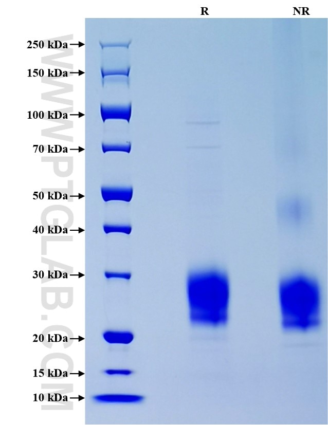 Purity of Recombinant Human IL-7 was determined by SDS-PAGE. The protein was resolved in an SDS-PAGE in reducing (R) and non-reducing (NR) conditions and stained using Coomassie blue.