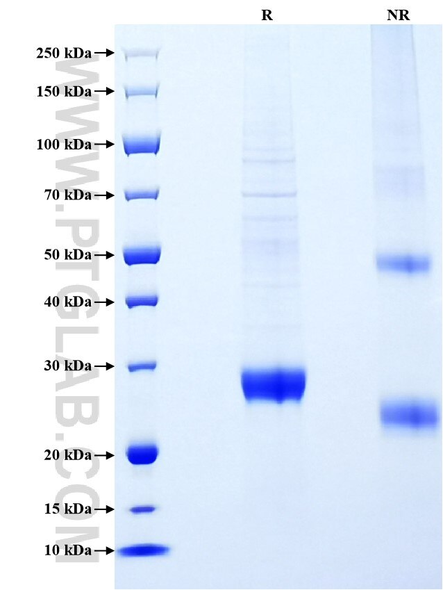 Purity of Recombinant Human ULBP1 was determined by SDS-PAGE. The protein was resolved in an SDS-PAGE in reducing (R) and non-reducing (NR) conditions and stained using Coomassie blue. Purity of Recombinant Human ULBP1 was determined by SDS-PAGE. The protein was resolved in an SDS-PAGE in reducing (R) and non-reducing (NR) conditions and stained using Coomassie blue.