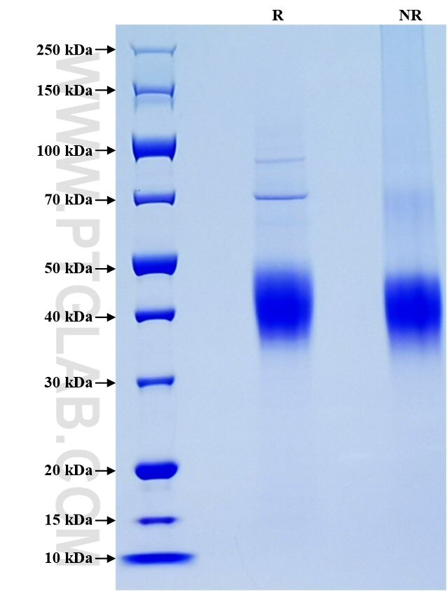 Purity of Recombinant  Mouse CD80 was determined by SDS-PAGE. The protein was resolved in an SDS-PAGE in reducing (R) and non-reducing (NR) conditions and stained using Coomassie blue.
