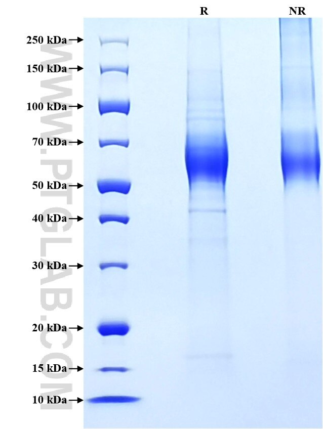 Purity of Recombinant Human IL-23R was determined by SDS-PAGE. The protein was resolved in an SDS-PAGE in reducing (R) and non-reducing (NR) conditions and stained using Coomassie blue.