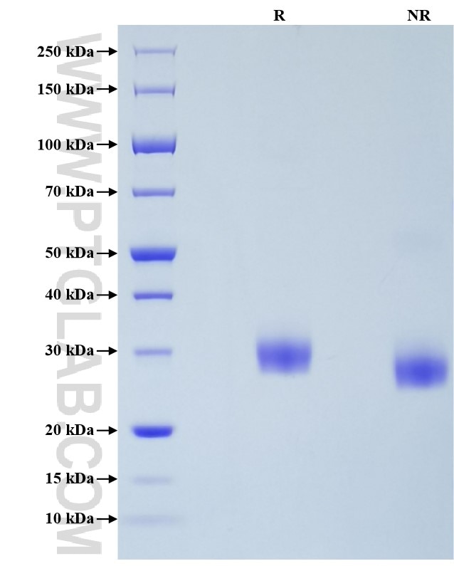 Purity of Recombinant Human ULBP2 was determined by SDS-PAGE. The protein was resolved in an SDS-PAGE in reducing (R) and non-reducing (NR) conditions and stained using Coomassie blue.