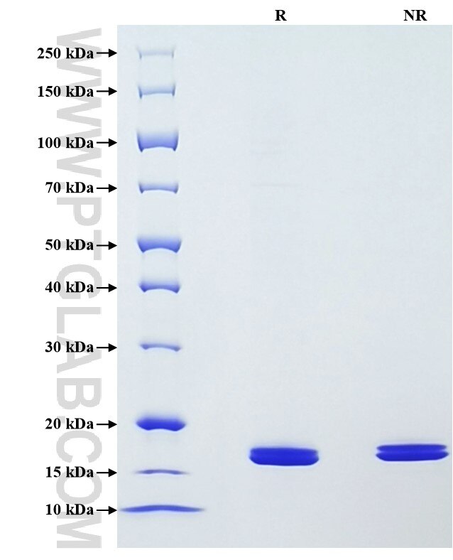Purity of Recombinant Mouse Chemerin was determined by SDS-PAGE. The protein was resolved in an SDS-PAGE in reducing (R) and non-reducing (NR) conditions and stained using Coomassie blue.