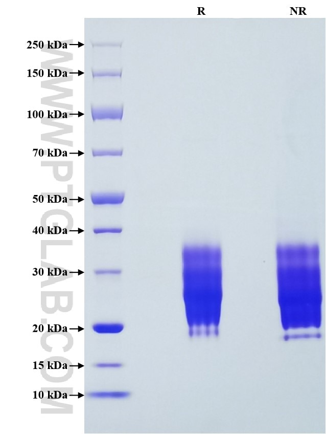 Purity of Recombinant Human Fas was determined by SDS-PAGE. The protein was resolved in an SDS-PAGE in reducing (R) and non-reducing (NR) conditions and stained using Coomassie blue.