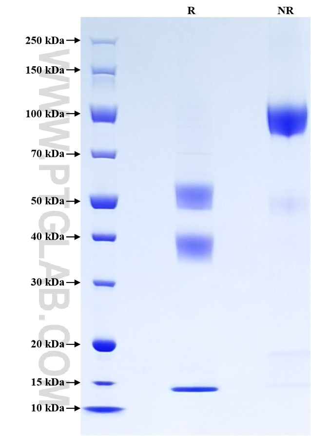 Purity of Recombinant Human TGF beta 1 was determined by SDS-PAGE. The protein was resolved in an SDS-PAGE in reducing (R) and non-reducing (NR) conditions and stained using Coomassie blue.