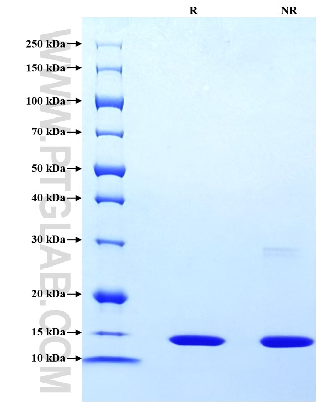 Purity of Recombinant Human FABP4 was determined by SDS-PAGE. The protein was resolved in an SDS-PAGE in reducing (R) and non-reducing (NR) conditions and stained using Coomassie blue.