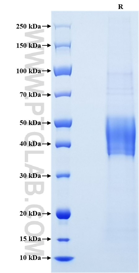 Purity of Recombinant Human uPAR was determined by SDS-PAGE. The protein was resolved in an SDS-PAGE in reducing (R) conditions and stained using Coomassie blue.