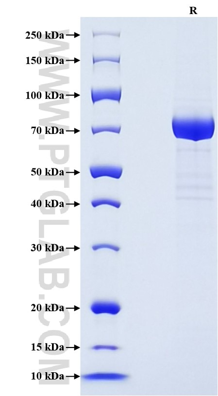 Purity of Recombinant Mouse VE-cadherin was determined by SDS-PAGE. The protein was resolved in an SDS-PAGE in reducing (R) conditions and stained using Coomassie blue.