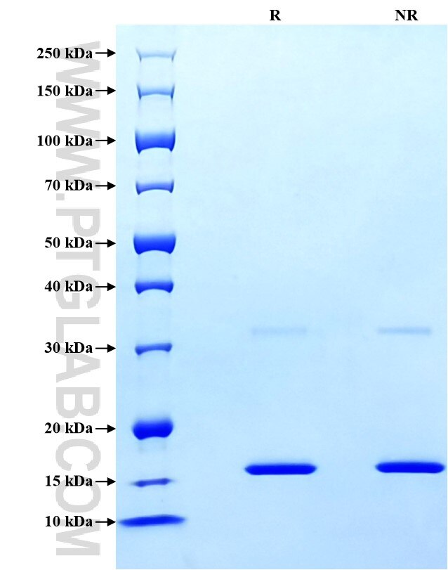 Purity of Recombinant Human Prealbumin was determined by SDS-PAGE. The protein was resolved in an SDS-PAGE in reducing (R) and non-reducing (NR) conditions and stained using Coomassie blue.