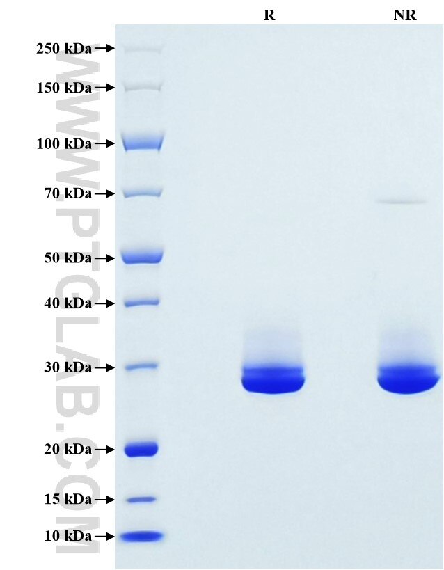 Purity of Recombinant Mouse HO-1 was determined by SDS-PAGE. The protein was resolved in an SDS-PAGE in reducing (R) and non-reducing (NR) conditions and stained using Coomassie blue.