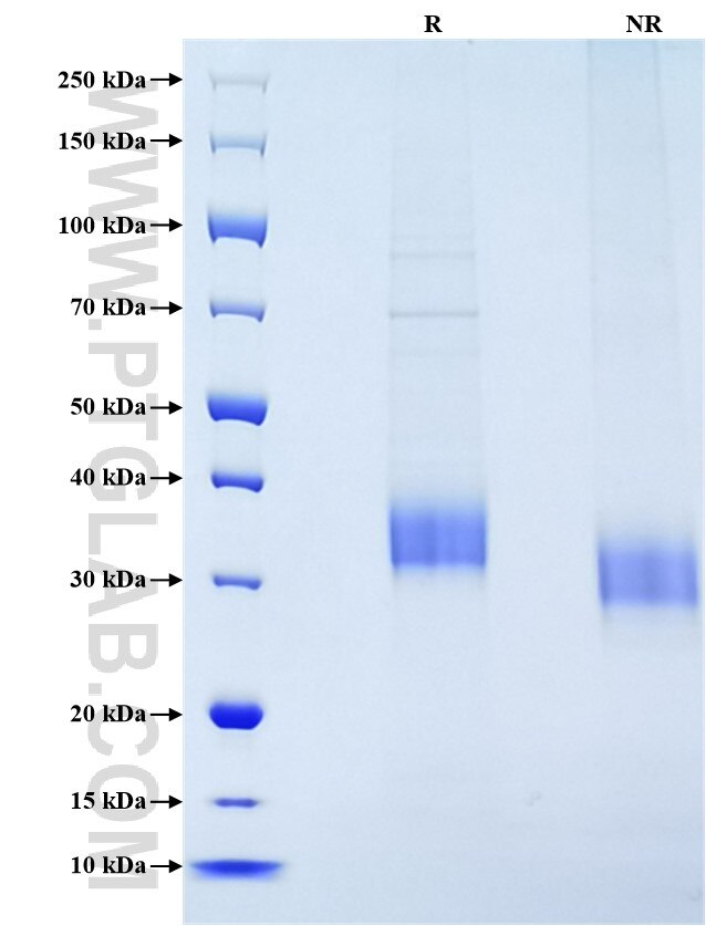 Purity of Recombinant Human ASGR1 was determined by SDS-PAGE. The protein was resolved in an SDS-PAGE in reducing (R) and non-reducing (NR) conditions and stained using Coomassie blue.