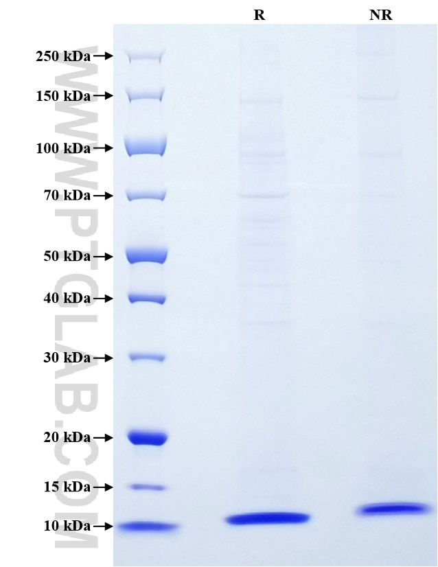 Purity of Recombinant Rat CXCL1 was determined by SDS-PAGE. The protein was resolved in an SDS-PAGE in reducing (R) and non-reducing (NR) conditions and stained using Coomassie blue. Purity of Recombinant Rat CXCL1 was determined by SDS-PAGE. The protein was resolved in an SDS-PAGE in reducing (R) and non-reducing (NR) conditions and stained using Coomassie blue.