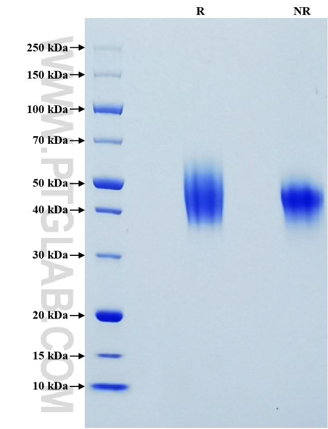 Purity of Recombinant Human CD86 was determined by SDS-PAGE. The protein was resolved in an SDS-PAGE in reducing (R) and non-reducing (NR) conditions and stained using Coomassie blue.