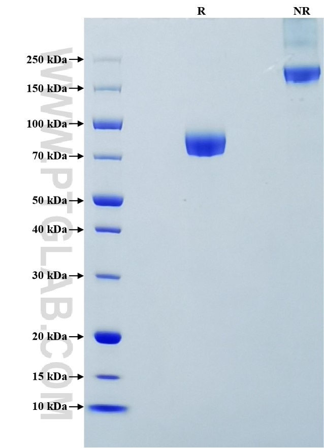 Purity of Recombinant Human CD155 was determined by SDS-PAGE. The protein was resolved in an SDS-PAGE in reducing (R) and non-reducing (NR) conditions and stained using Coomassie blue.