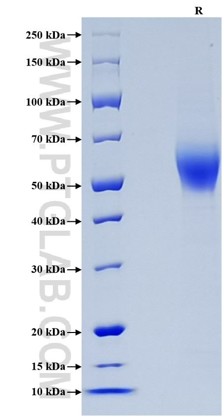 Purity of Recombinant Human CD155 was determined by SDS-PAGE. The protein was resolved in an SDS-PAGE in reducing (R) conditions and stained using Coomassie blue.