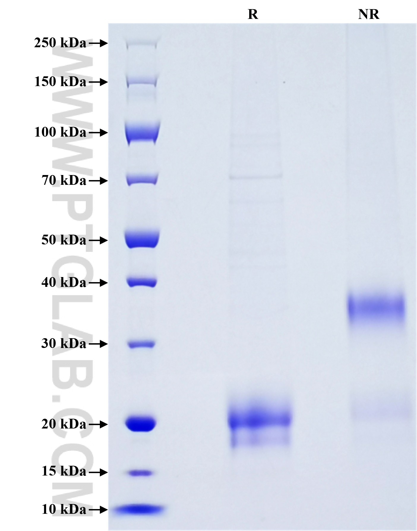 Purity of Recombinant Human CTLA-4 was determined by SDS-PAGE. The protein was resolved in an SDS-PAGE in reducing (R) and non-reducing (NR) conditions and stained using Coomassie blue.
