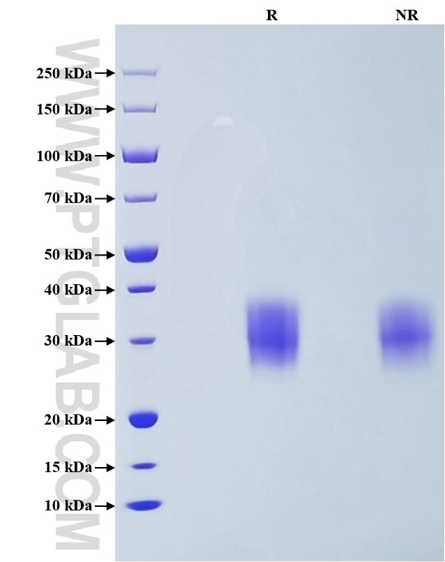 Purity of Recombinant Human PD-1 was determined by SDS-PAGE. The protein was resolved in an SDS-PAGE in reducing (R) and non-reducing (NR) conditions and stained using Coomassie blue.