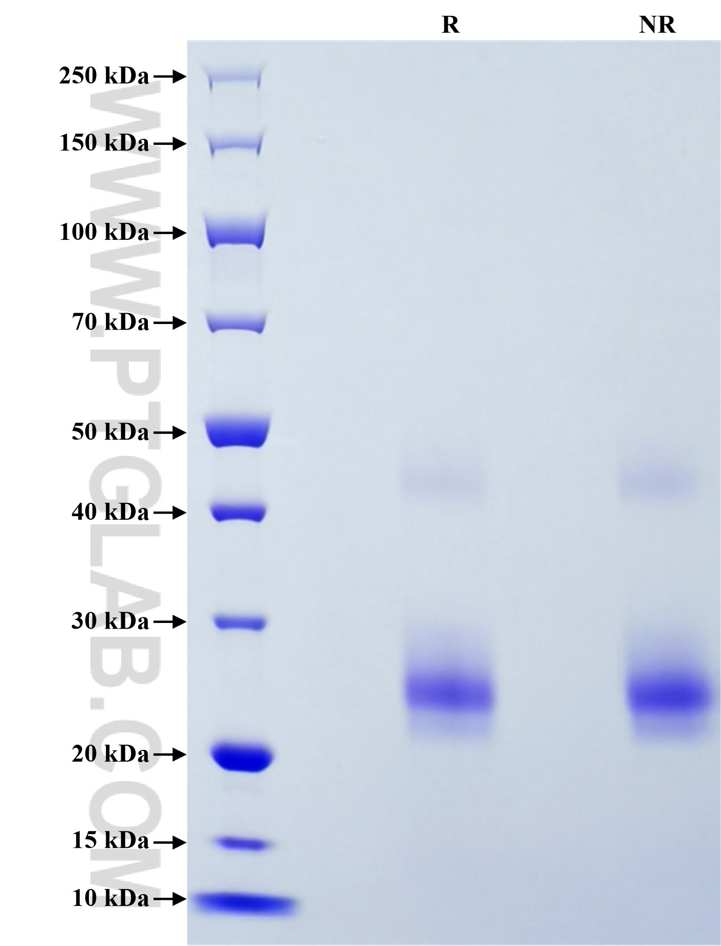 Purity of Recombinant Human TNFSF11 was determined by SDS-PAGE. The protein was resolved in an SDS-PAGE in reducing (R) and non-reducing (NR) conditions and stained using Coomassie blue.