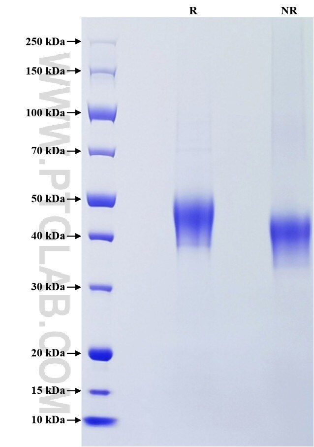 Purity of Recombinant Mouse PD-L1 was determined by SDS-PAGE. The protein was resolved in an SDS-PAGE in reducing (R) and non-reducing (NR) conditions and stained using Coomassie blue.