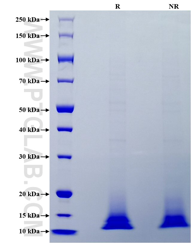 Purity of Recombinant Human NRG4 was determined by SDS-PAGE. The protein was resolved in an SDS-PAGE in reducing (R) and non-reducing (NR) conditions and stained using Coomassie blue.