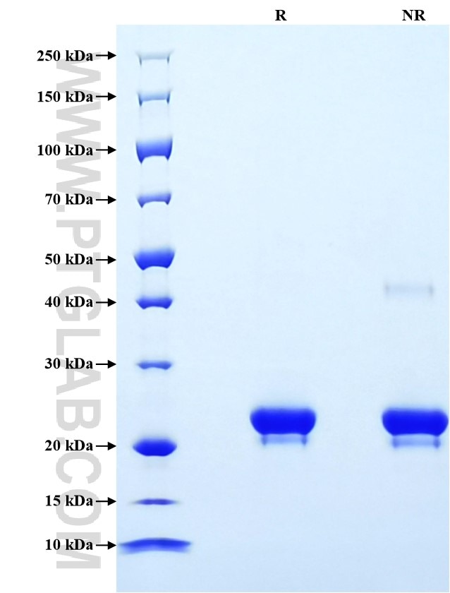 Purity of Recombinant Human Lipocalin-2 was determined by SDS-PAGE. The protein was resolved in an SDS-PAGE in reducing (R) and non-reducing (NR) conditions and stained using Coomassie blue.