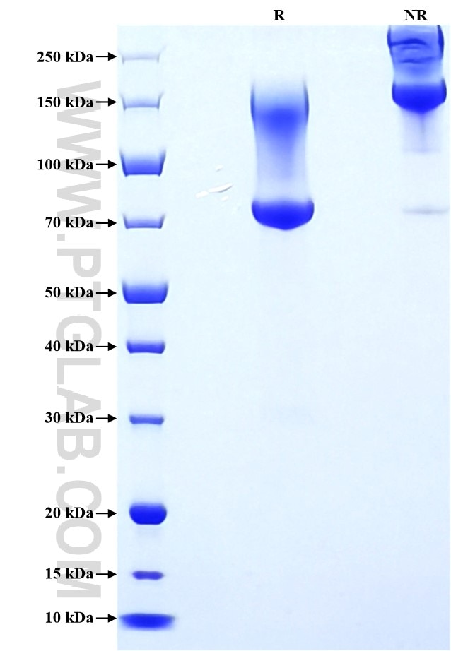 Purity of Recombinant Human MUC1 was determined by SDS-PAGE. The protein was resolved in an SDS-PAGE in reducing (R) and non-reducing (NR) conditions and stained using Coomassie blue.