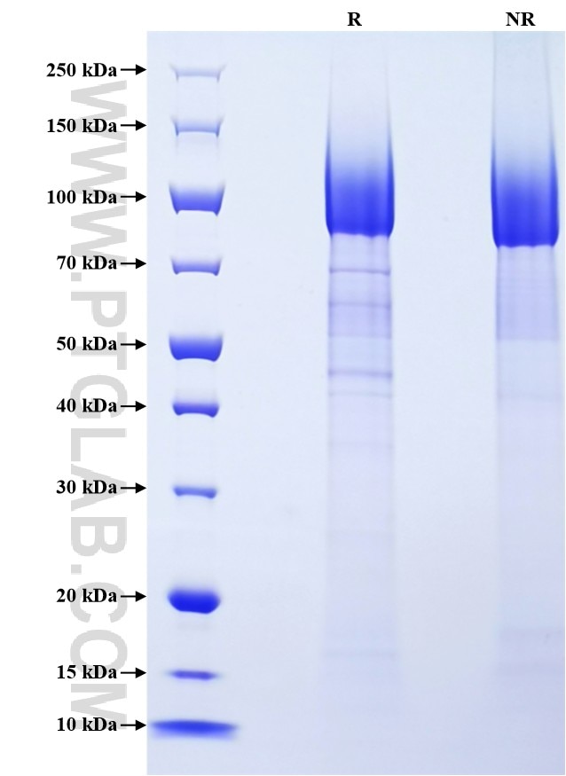 Purity of Recombinant Human CD44 was determined by SDS-PAGE. The protein was resolved in an SDS-PAGE in reducing (R) and non-reducing (NR) conditions and stained using Coomassie blue.