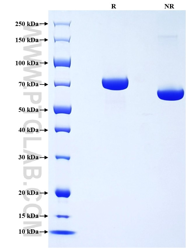 Purity of Recombinant Mouse Transferrin was determined by SDS-PAGE. The protein was resolved in an SDS-PAGE in reducing (R) and non-reducing (NR) conditions and stained using Coomassie blue.