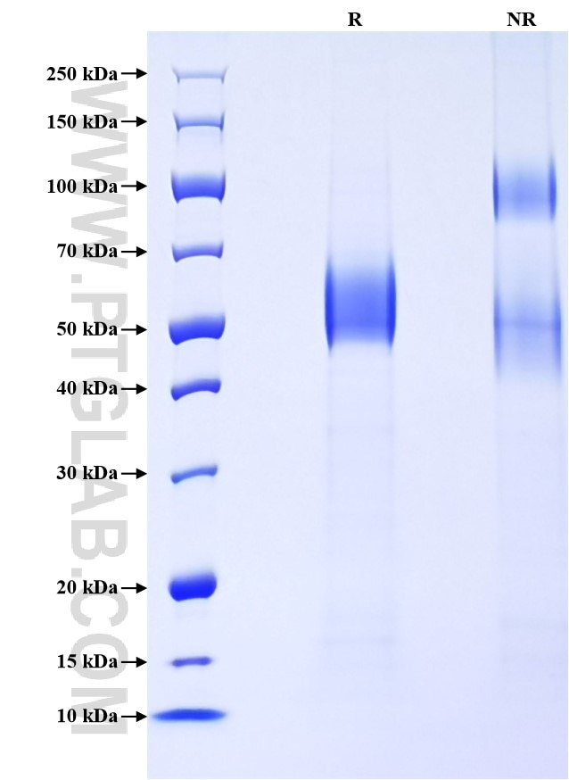 Purity of Recombinant Human Siglec-9 was determined by SDS-PAGE. The protein was resolved in an SDS-PAGE in reducing (R) and non-reducing (NR) conditions and stained using Coomassie blue.