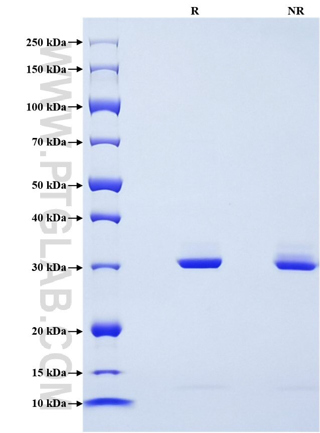 Purity of Recombinant Mouse APOE was determined by SDS-PAGE. The protein was resolved in an SDS-PAGE in reducing (R) and non-reducing (NR) conditions and stained using Coomassie blue.