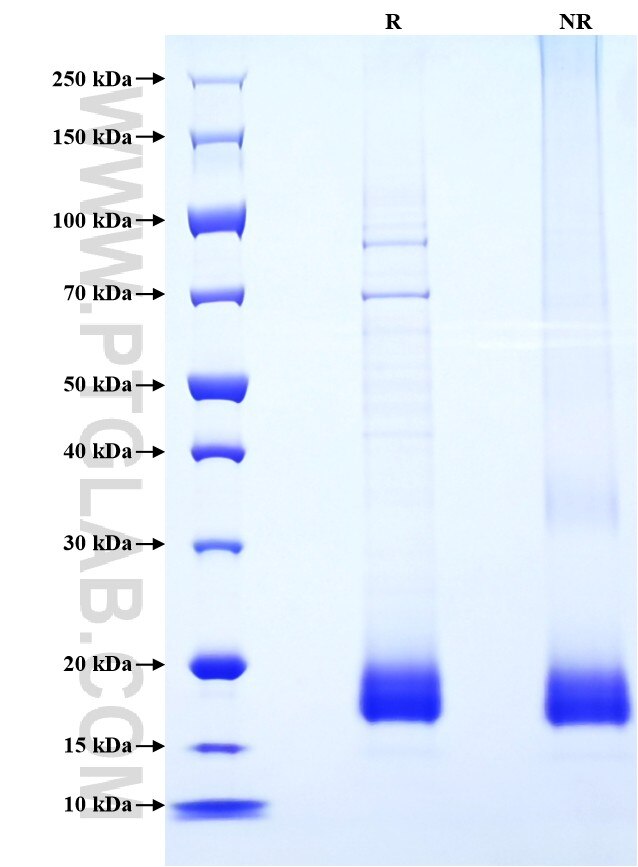 Purity of Recombinant Rat IL-4 was determined by SDS-PAGE. The protein was resolved in an SDS-PAGE in reducing (R) and non-reducing (NR) conditions and stained using Coomassie blue.