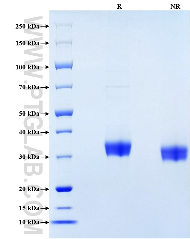 Purity of Recombinant Human PD-L1 was determined by SDS-PAGE. The protein was resolved in an SDS-PAGE in reducing (R) and non-reducing (NR) conditions and stained using Coomassie blue.
